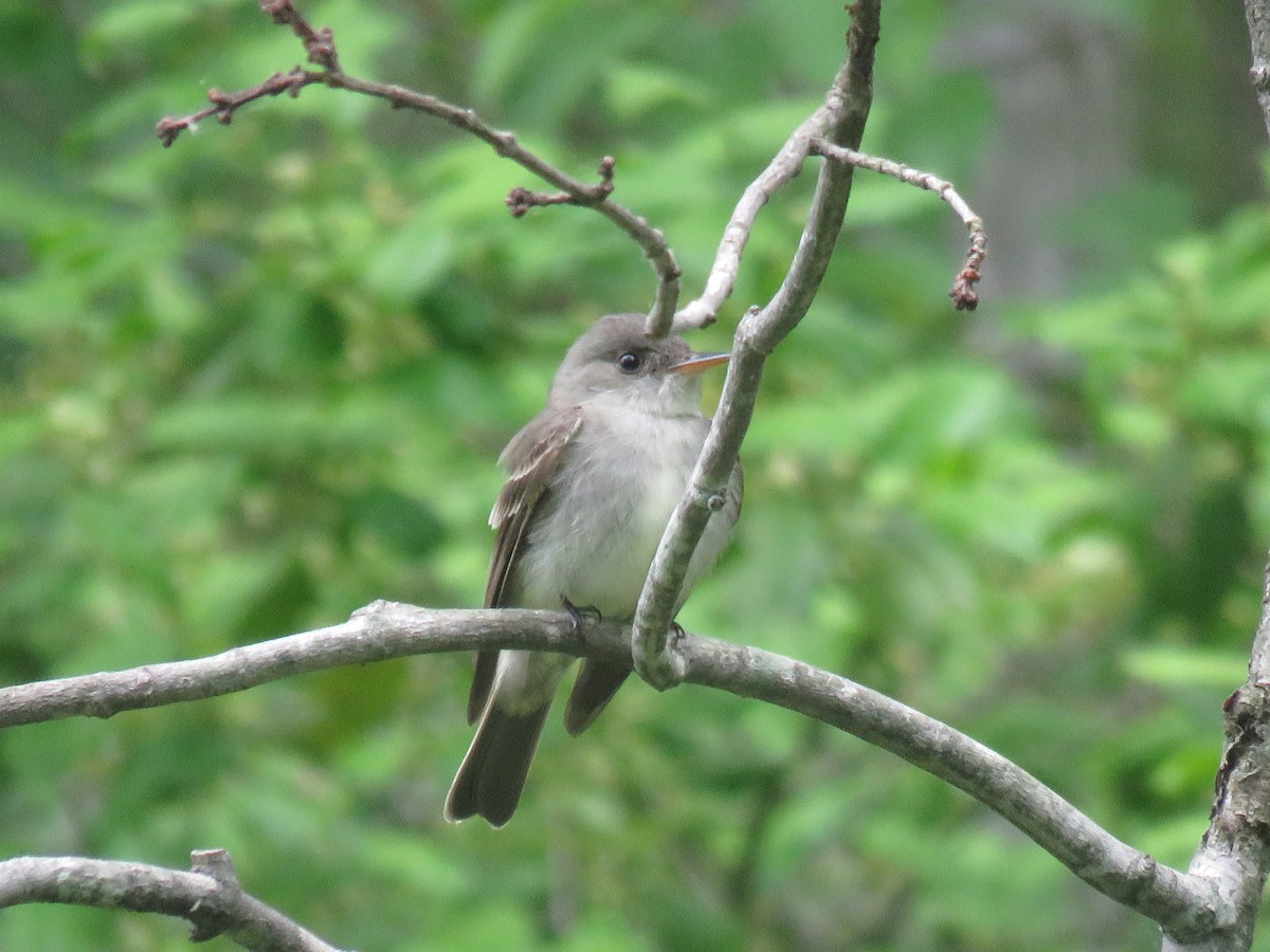 Eastern Wood-Pewee - ML236705961