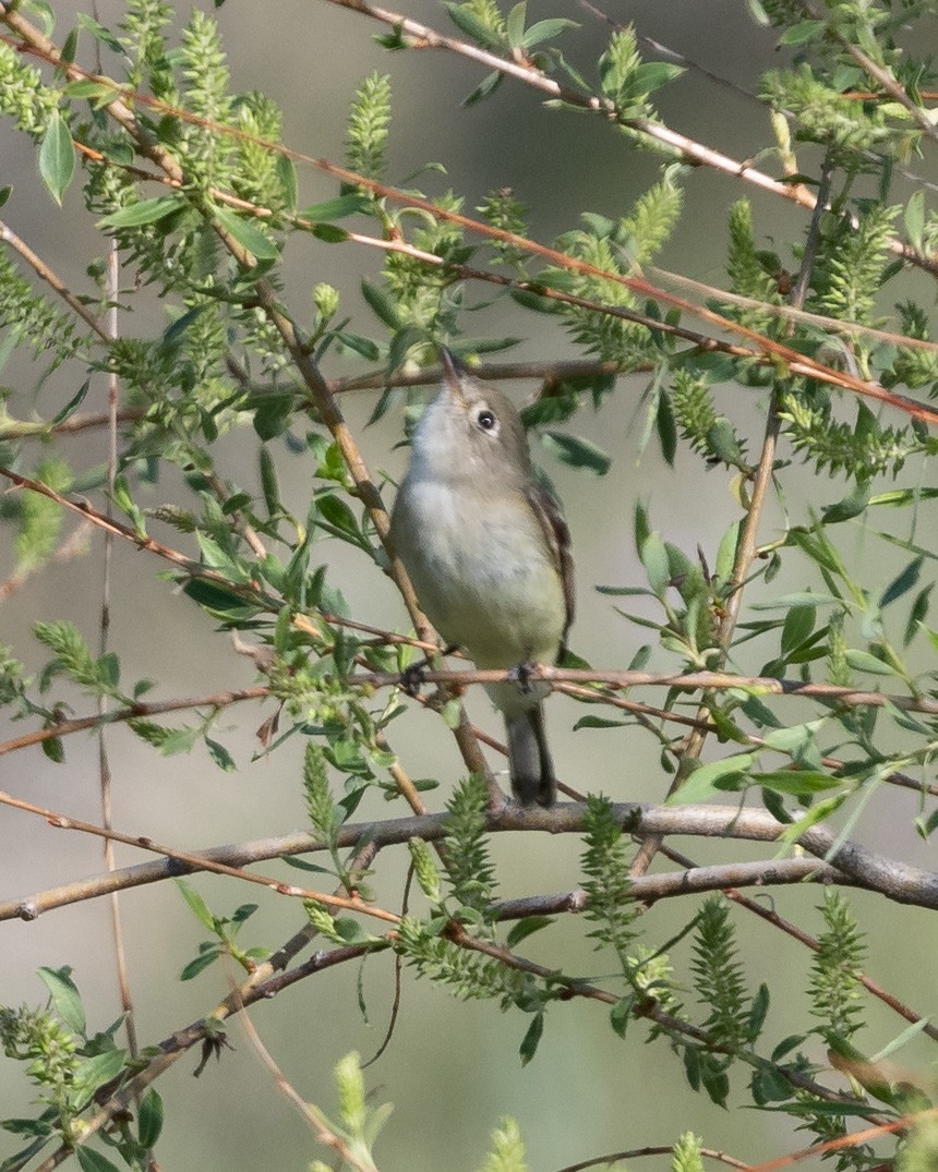 Least Flycatcher - ML236709261