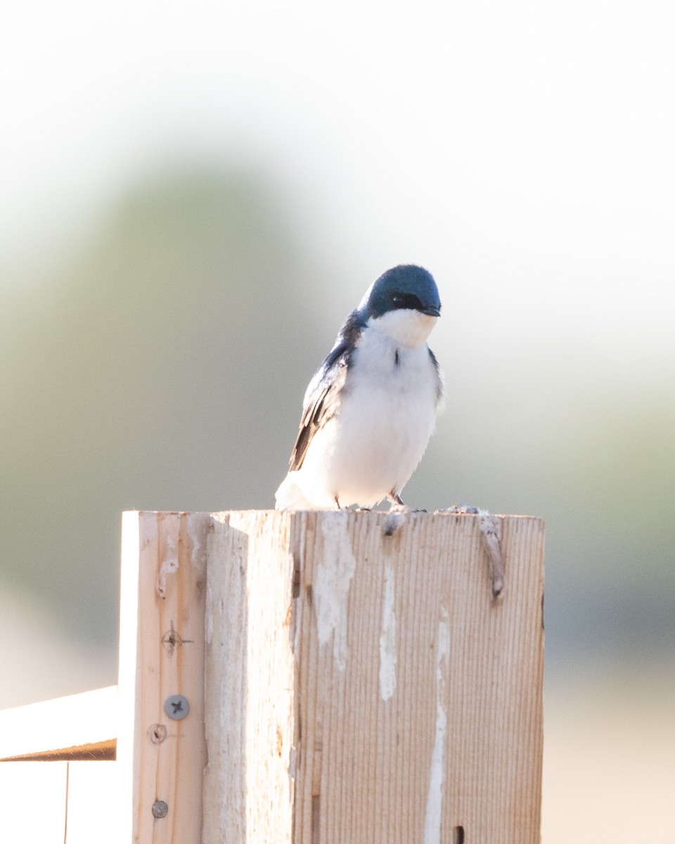 Tree Swallow - ML236709441