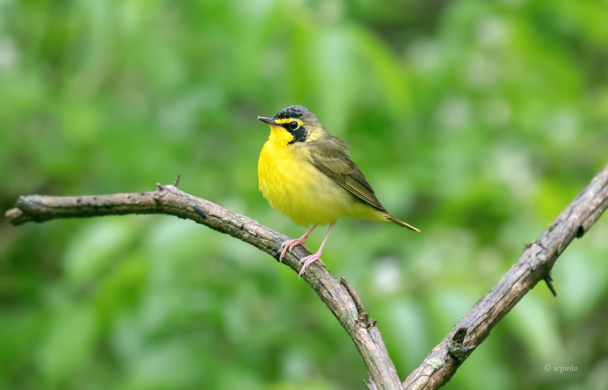 Kentucky Warbler - ML236709711