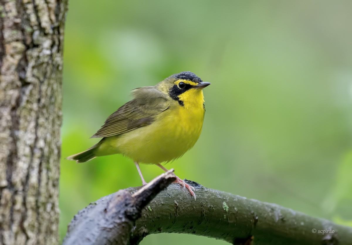Kentucky Warbler - ML236709721