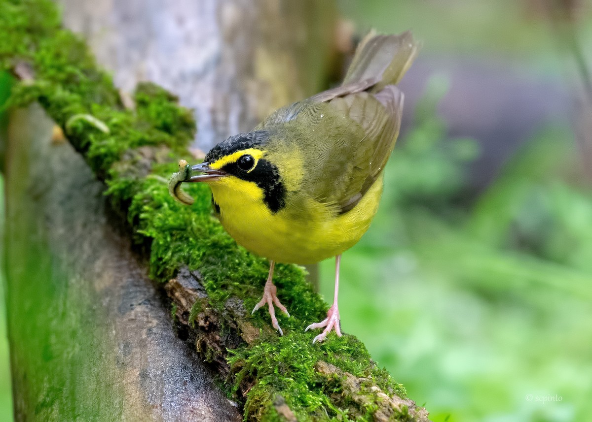 Kentucky Warbler - ML236709771