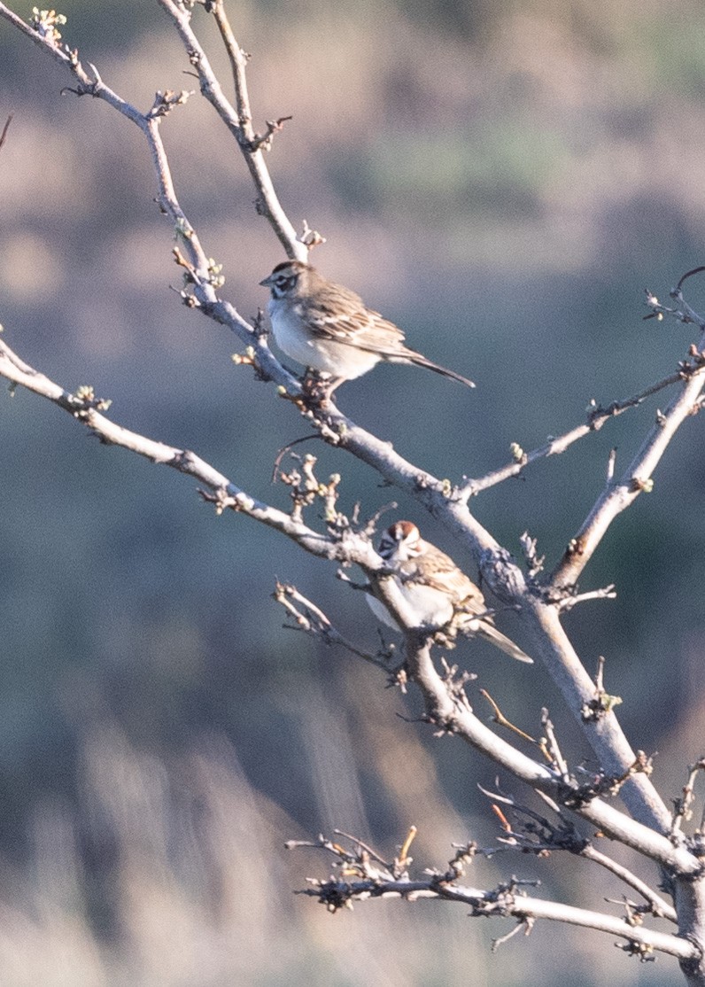 Lark Sparrow - ML236709931