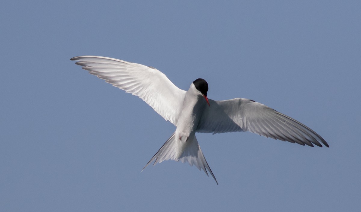 Arctic Tern - Nick Pulcinella