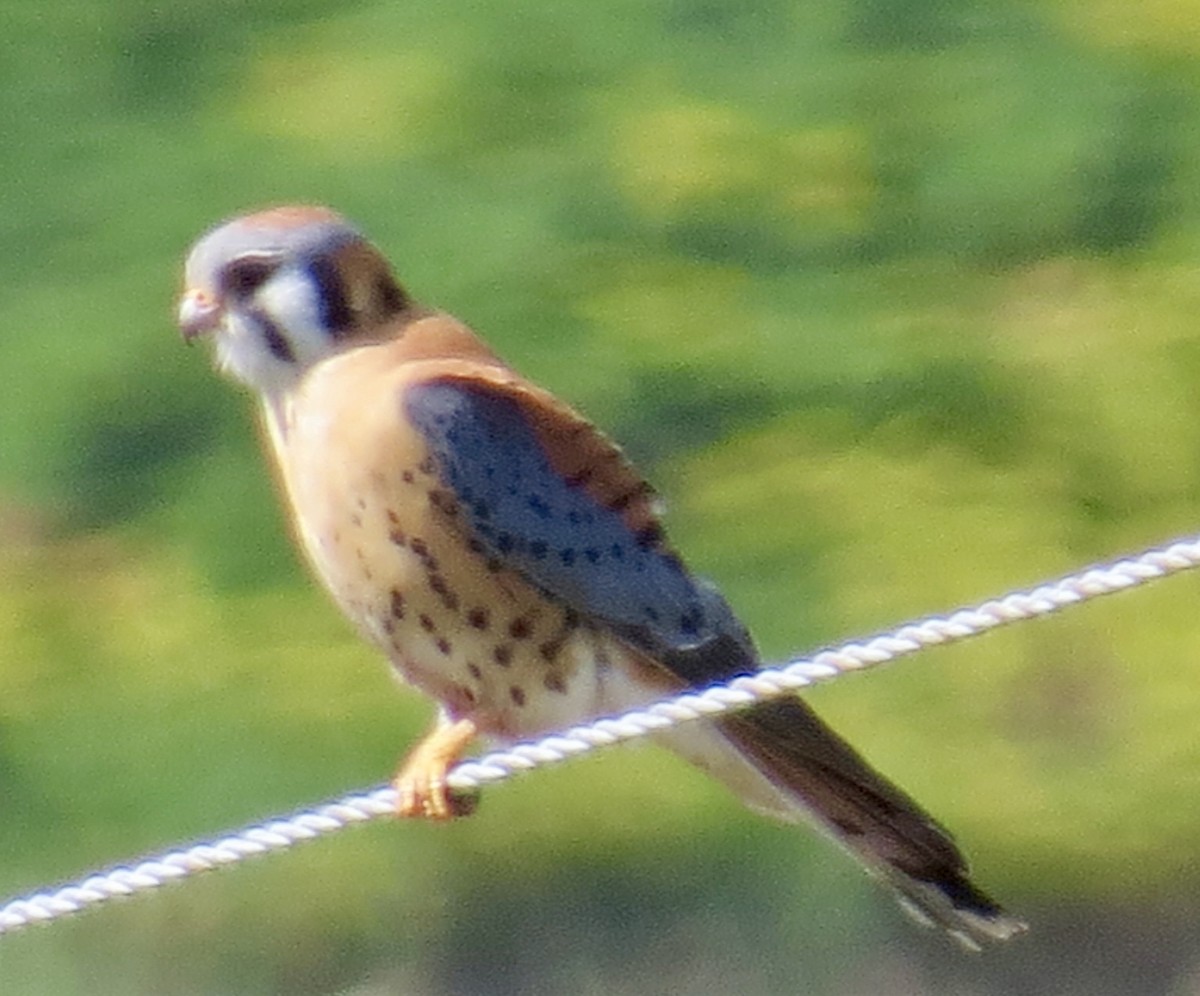 American Kestrel - Paul Grabe