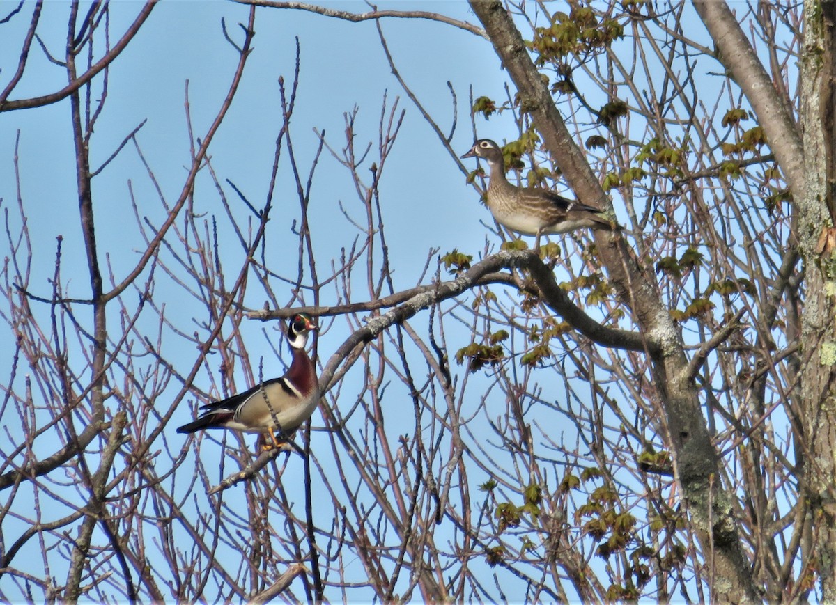 Wood Duck - ML236711851