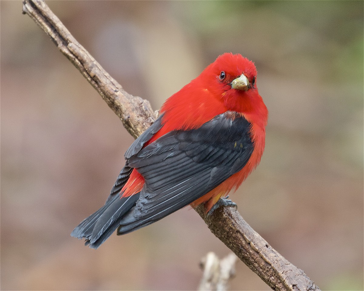 Scarlet Tanager - ML236711991
