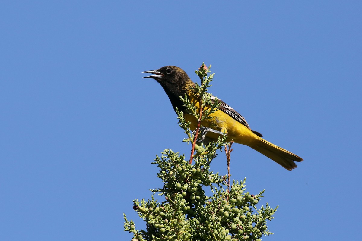 Oriole jaune-verdâtre - ML236712321