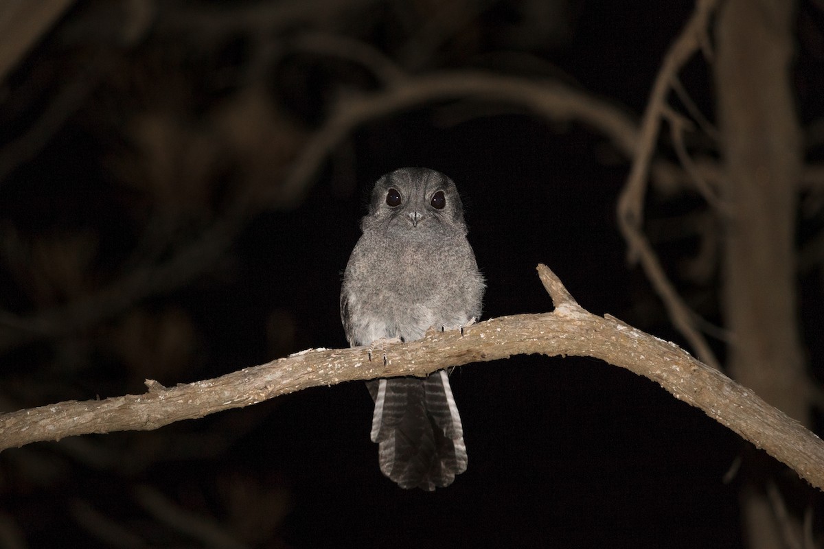 Australian Owlet-nightjar - ML23671281