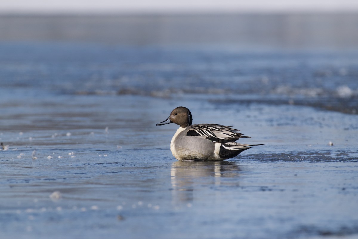 Northern Pintail - ML236713591