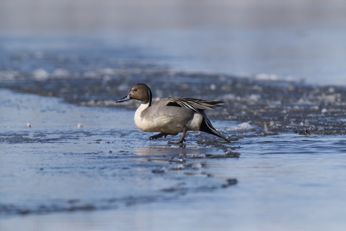 Northern Pintail - ML236713671