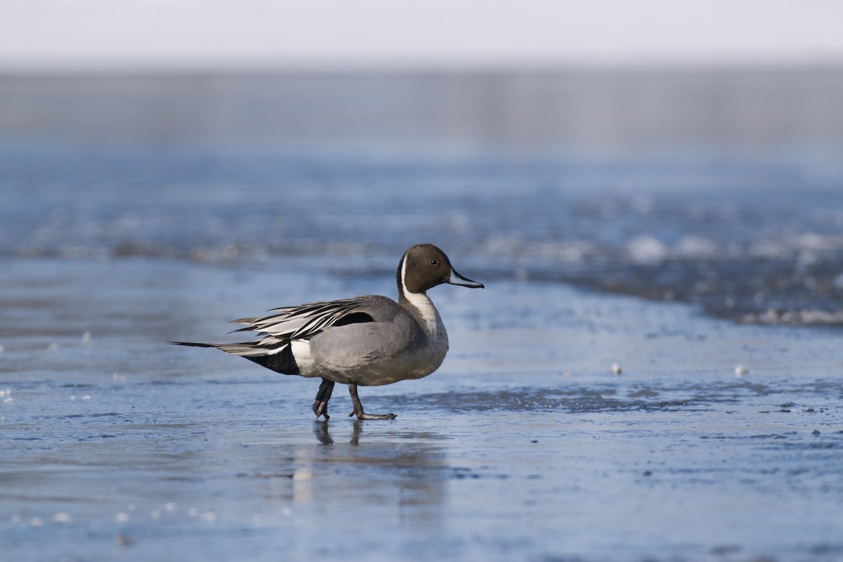 Northern Pintail - ML236713681