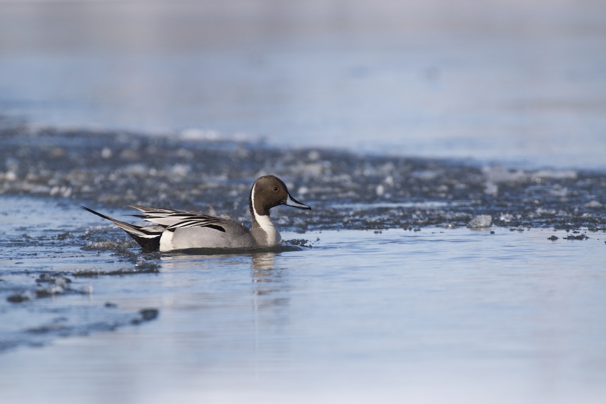 Northern Pintail - Josiah Verbrugge