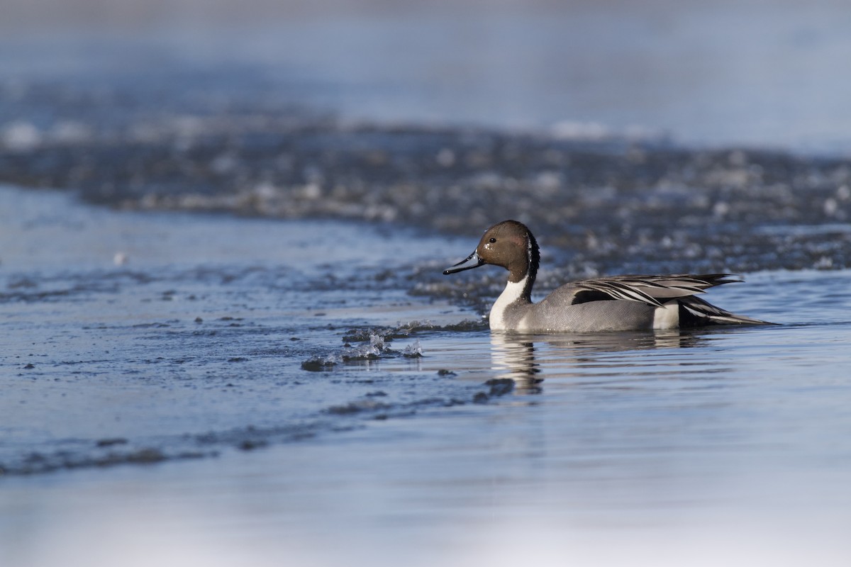 Northern Pintail - ML236713721