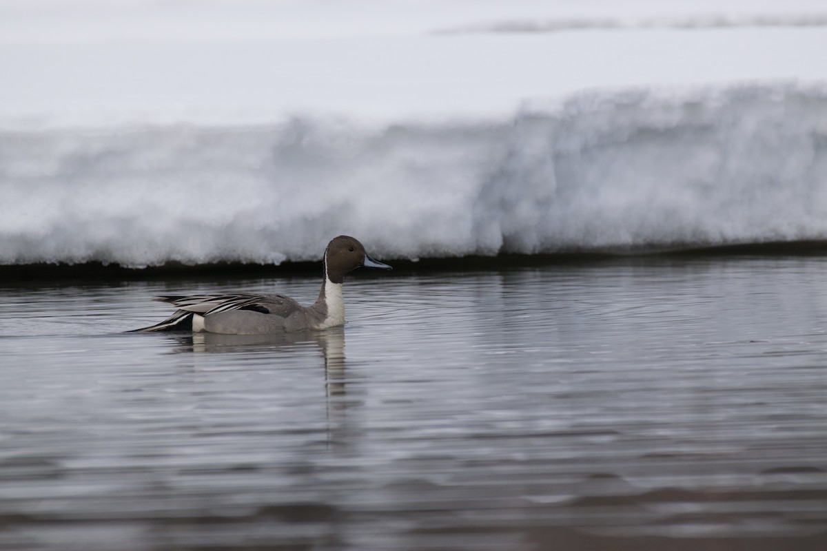 Northern Pintail - ML236716301