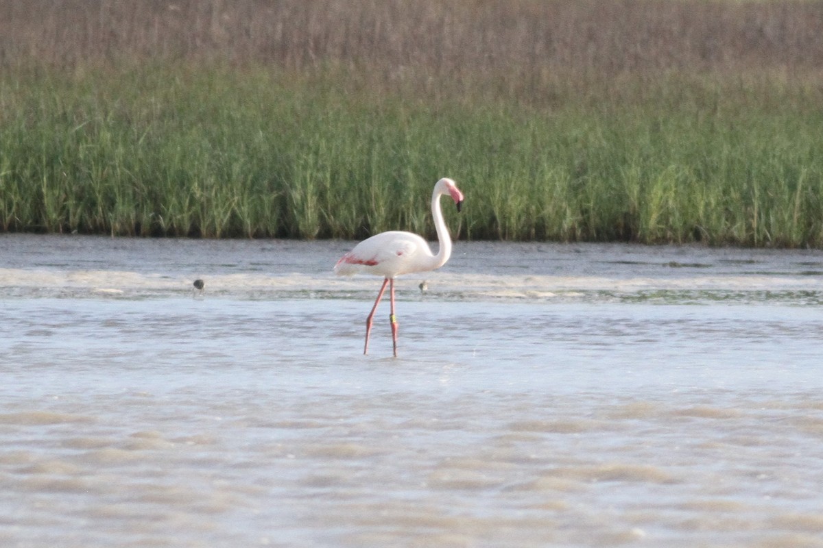 Greater Flamingo - ML236717811