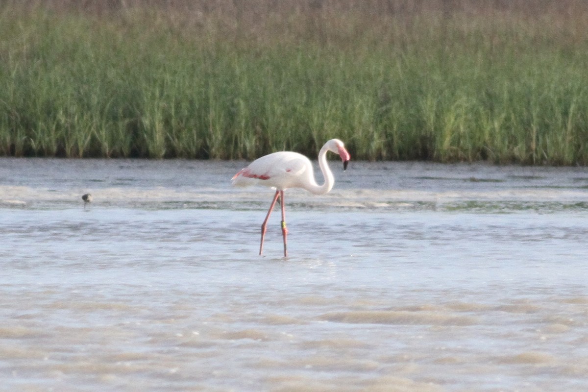 Greater Flamingo - ML236717941