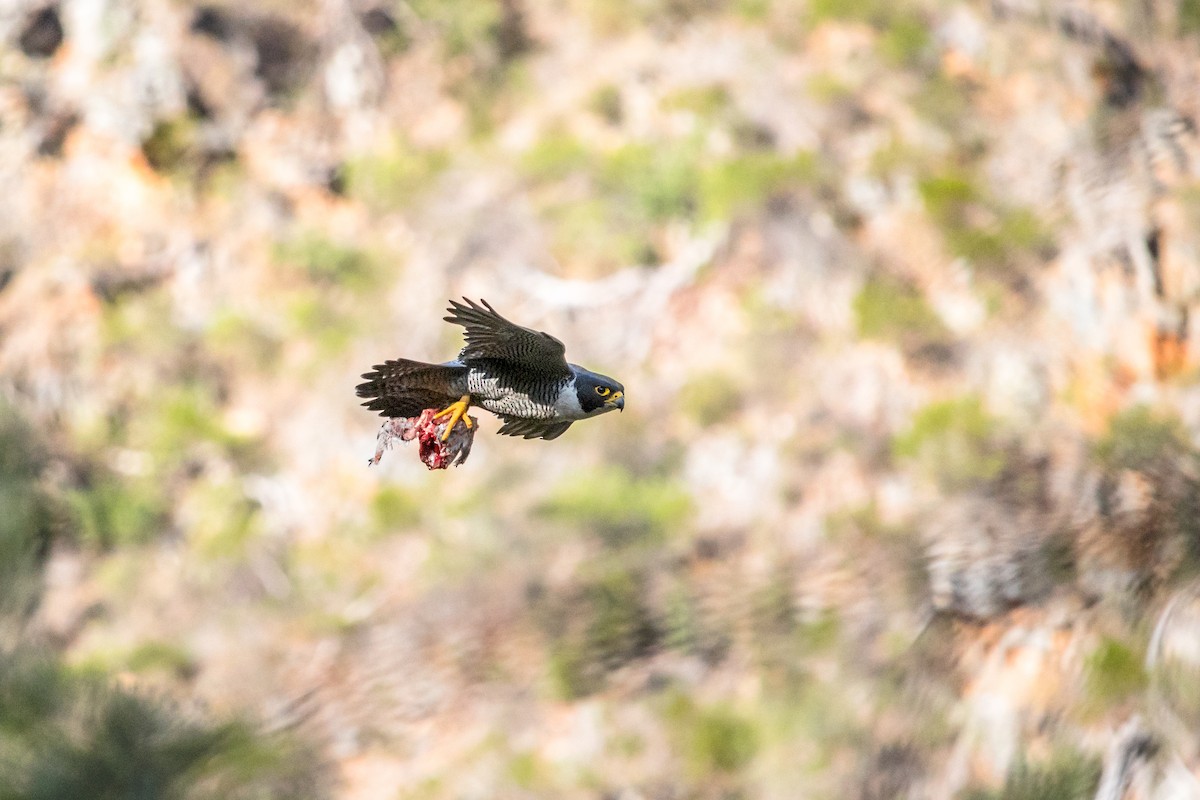 Peregrine Falcon - ML23671831