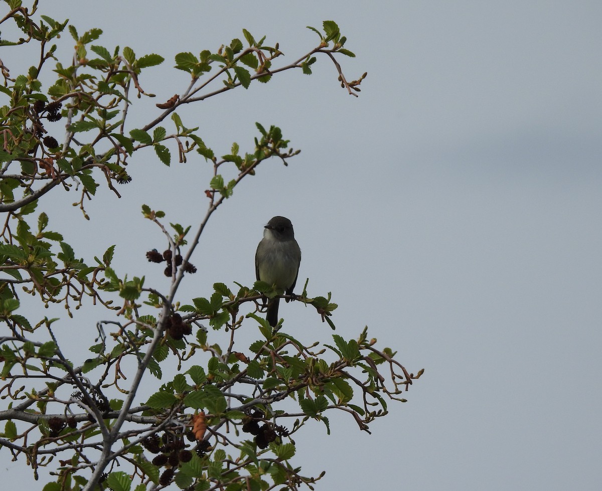 Dusky Flycatcher - ML236719021