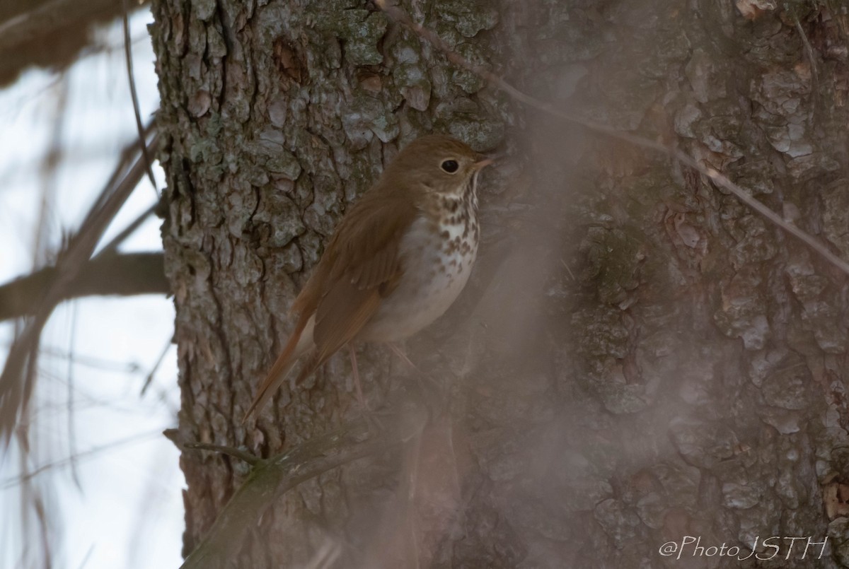Hermit Thrush - ML236719121