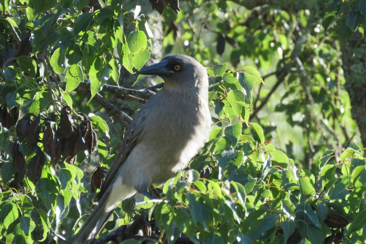 Gray Currawong - ML236719561