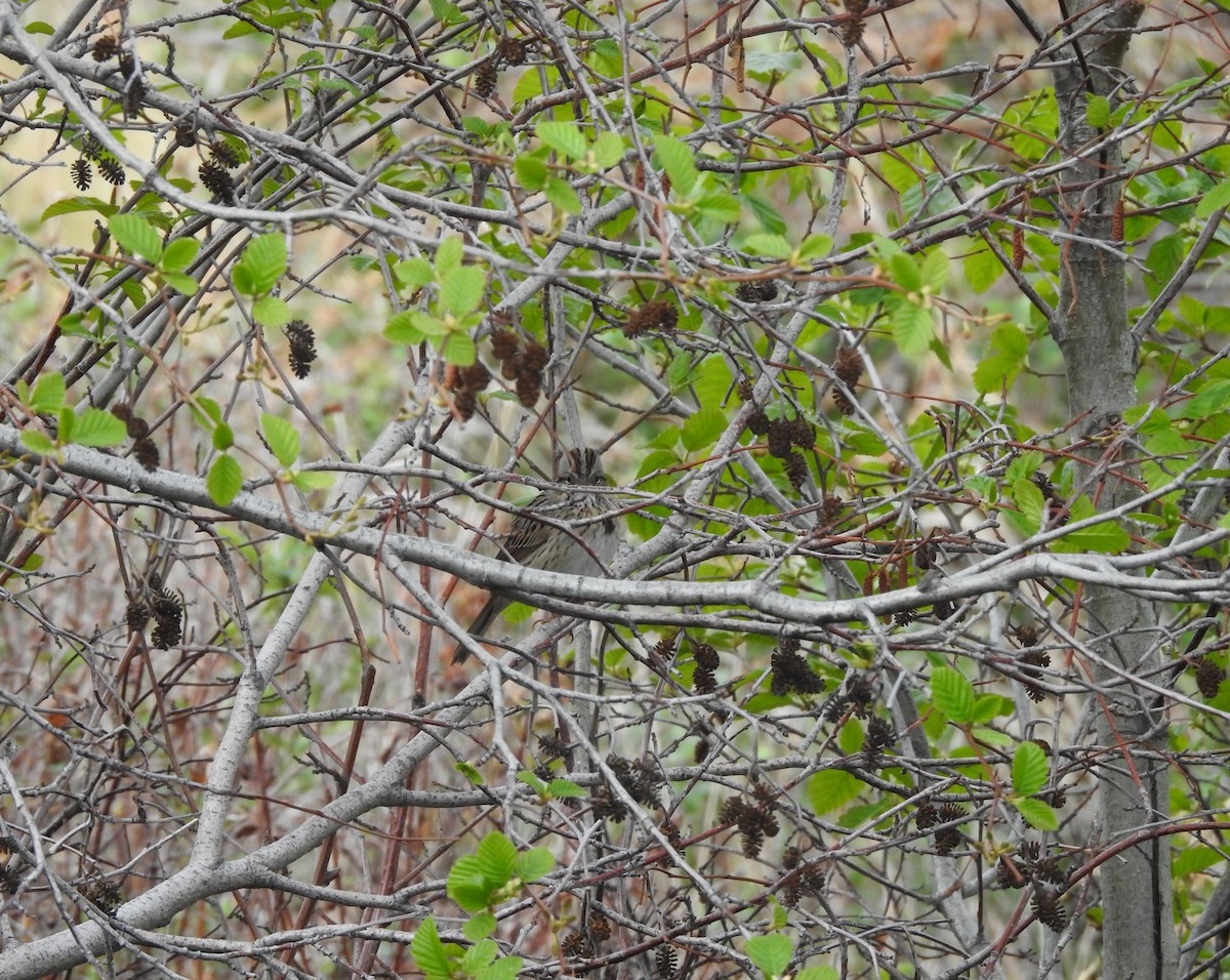 Lincoln's Sparrow - ML236719751