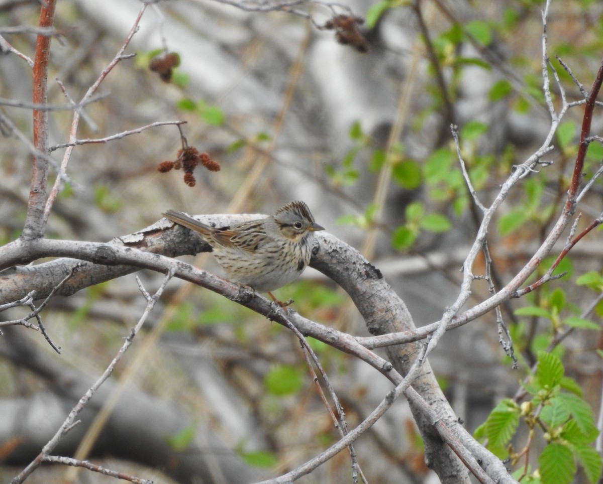 Lincoln's Sparrow - ML236719911