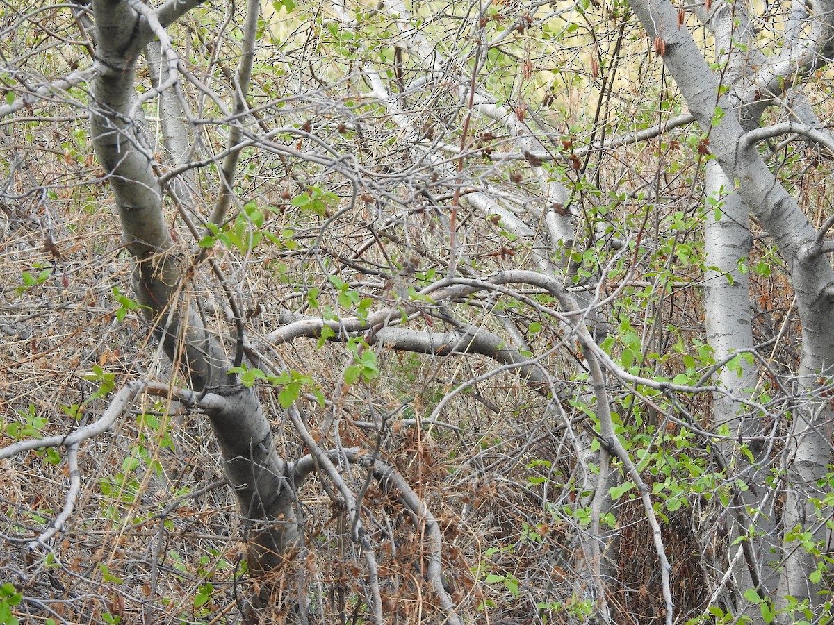 Lincoln's Sparrow - ML236719951