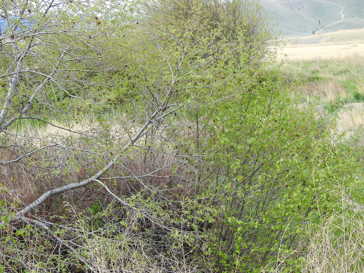 Lincoln's Sparrow - ML236719971