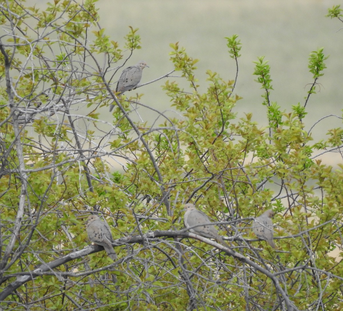 Mourning Dove - ML236720021