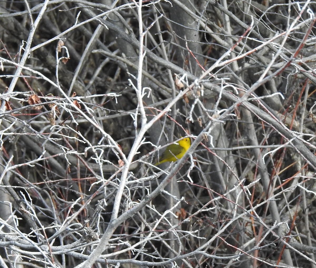 סבכון שחור-כיפה - ML236721161