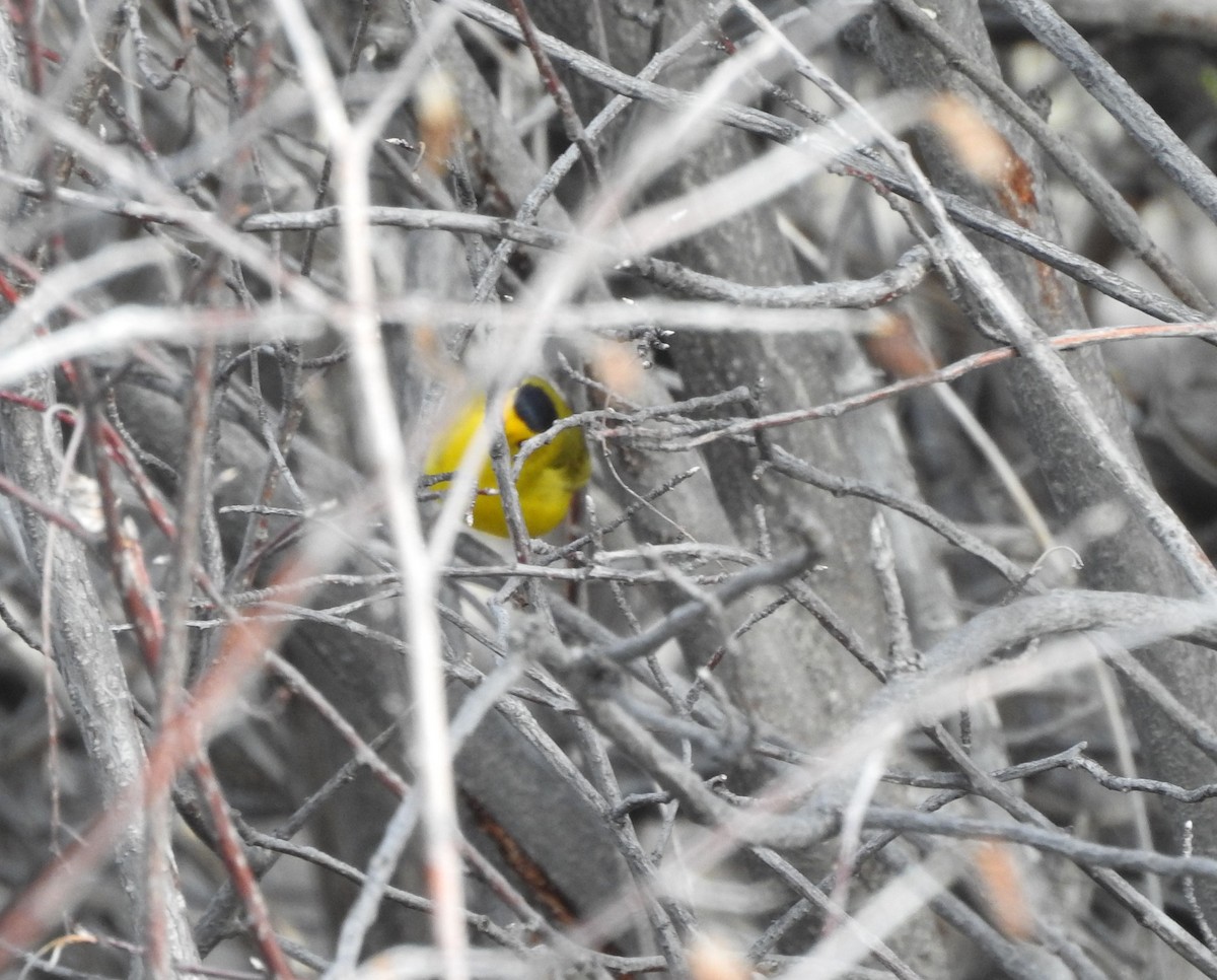 Wilson's Warbler - ML236721191