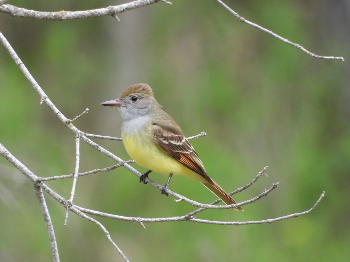 Great Crested Flycatcher - ML236723241