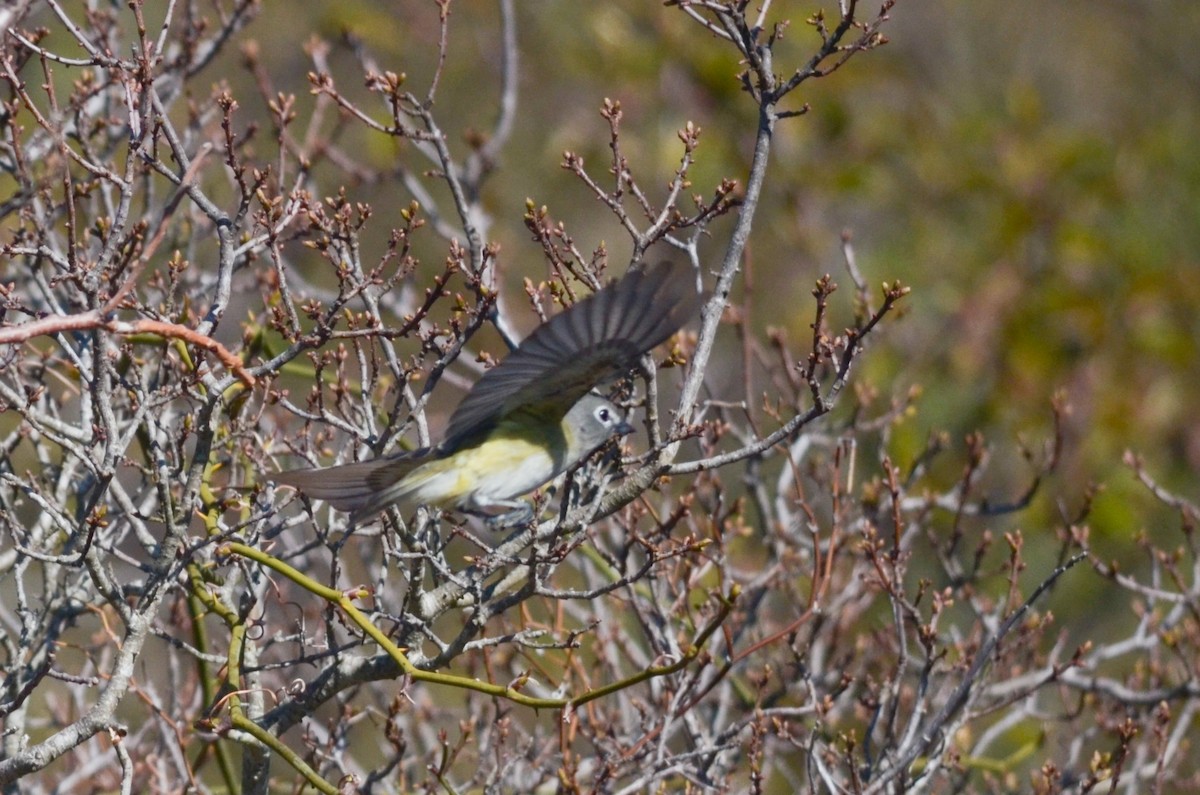 Blue-headed Vireo - ML236726541