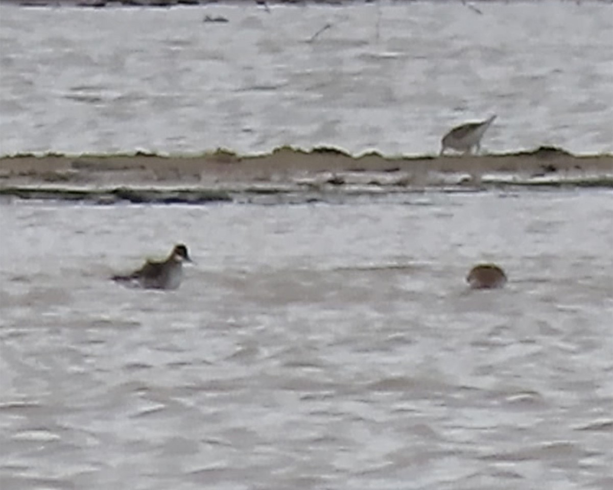 Red-necked Phalarope - ML236730801