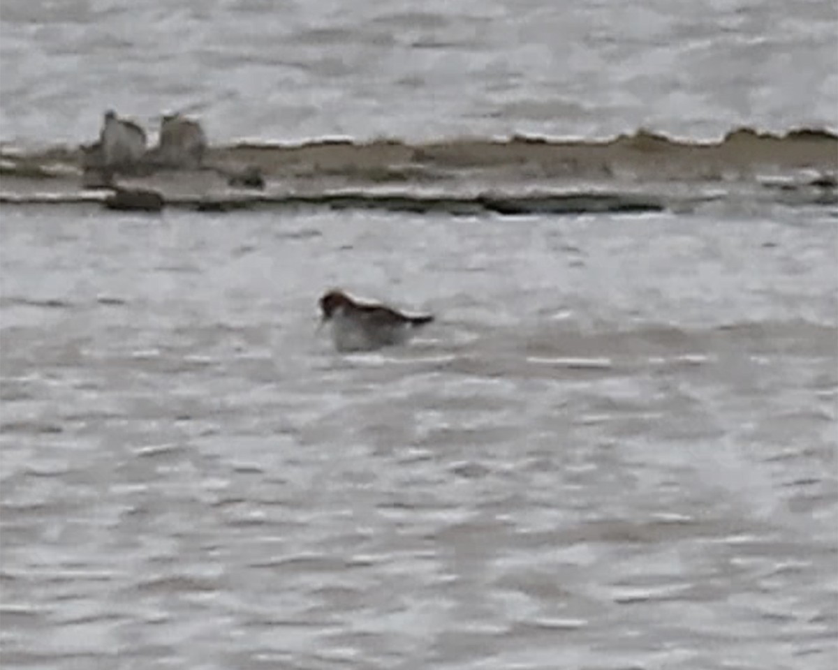 Red-necked Phalarope - ML236730811