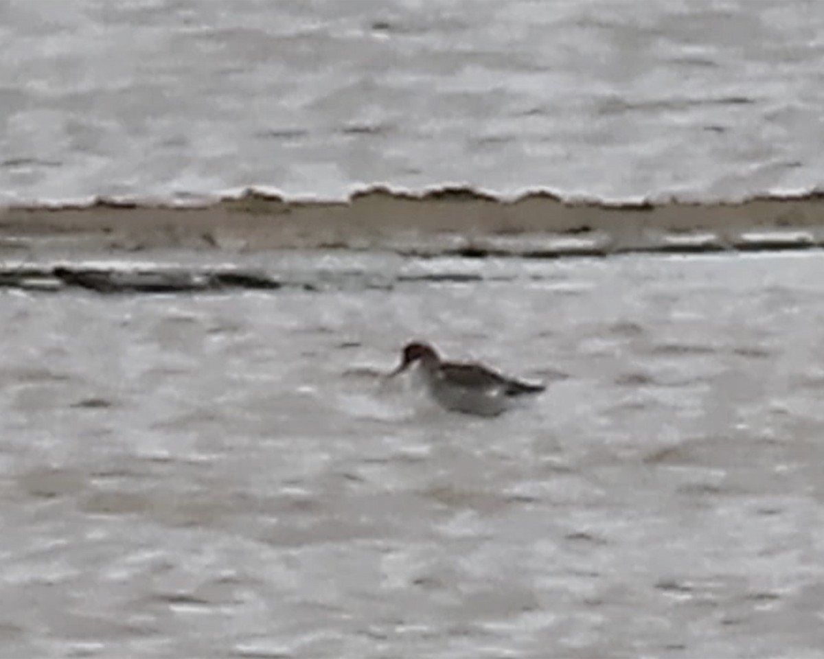 Red-necked Phalarope - Karen Hogan