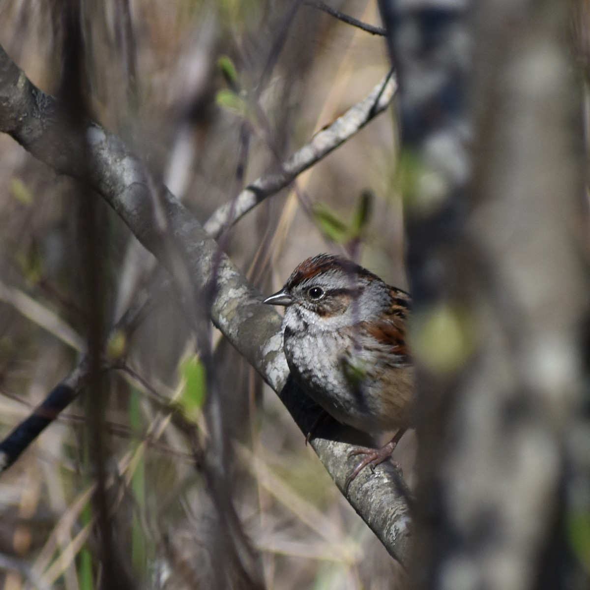 Swamp Sparrow - ML236732461
