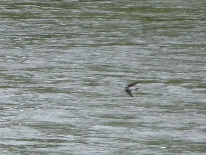 Bank Swallow - ML236733471