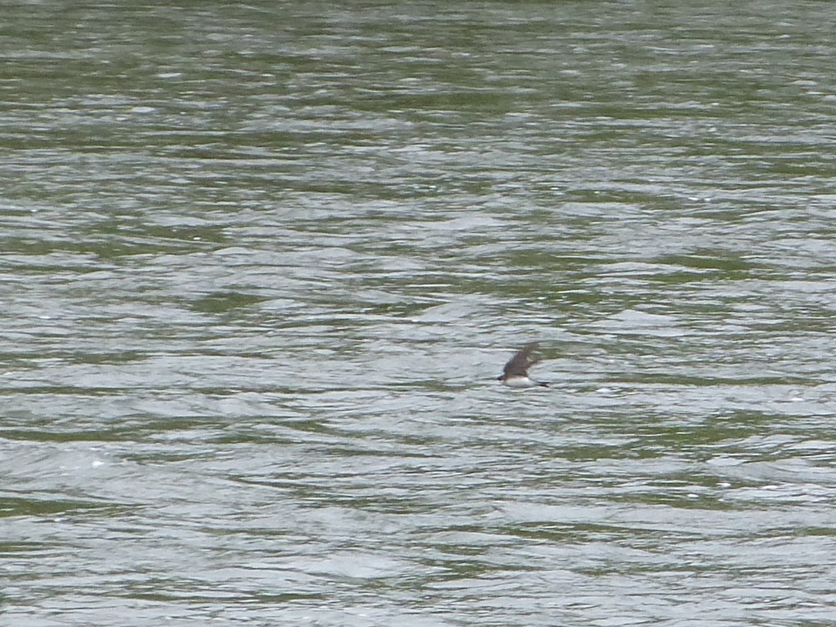 Bank Swallow - ML236733491