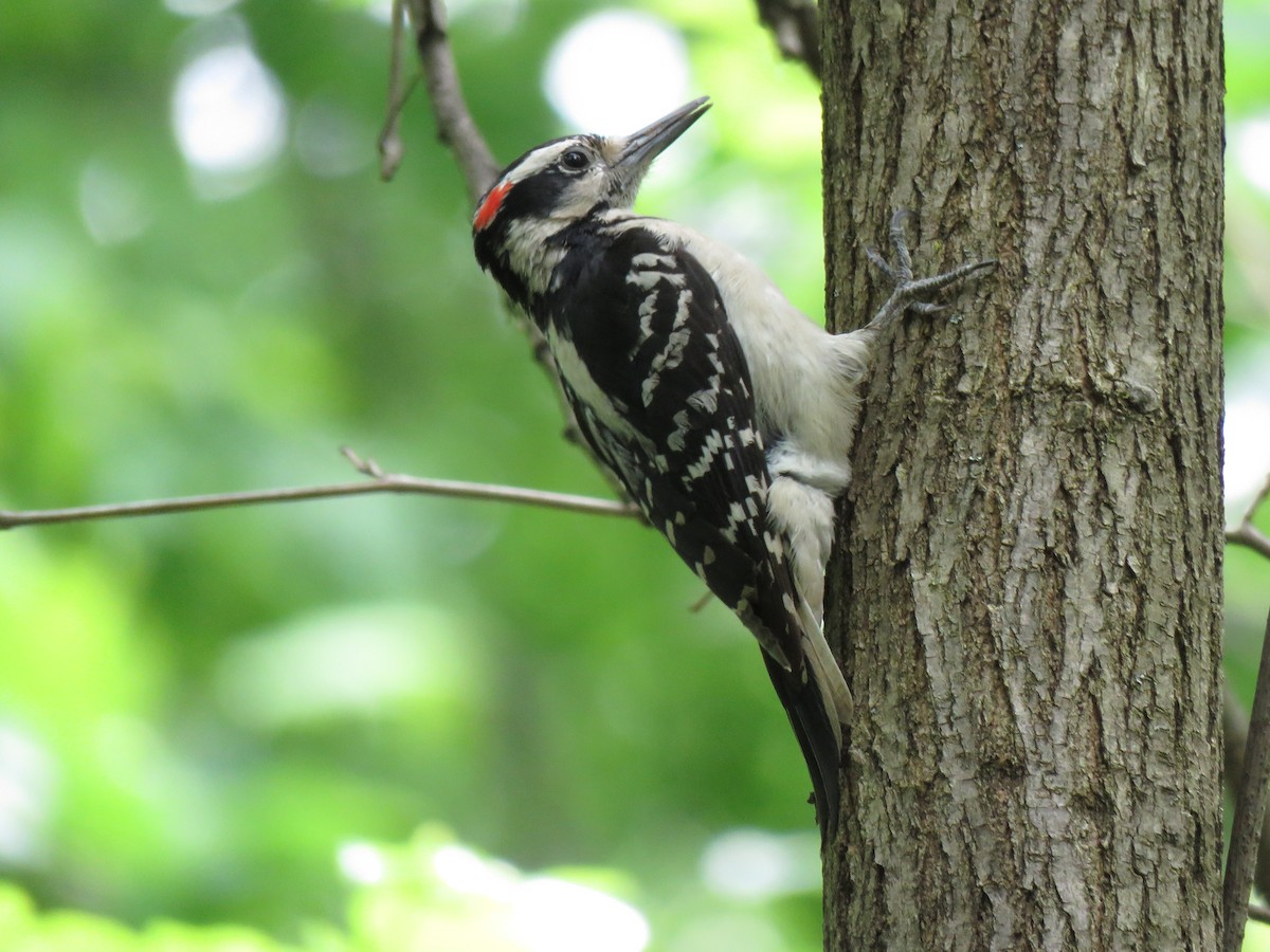 Hairy Woodpecker - ML236734101