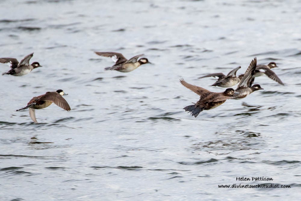 Bufflehead - ML236734201