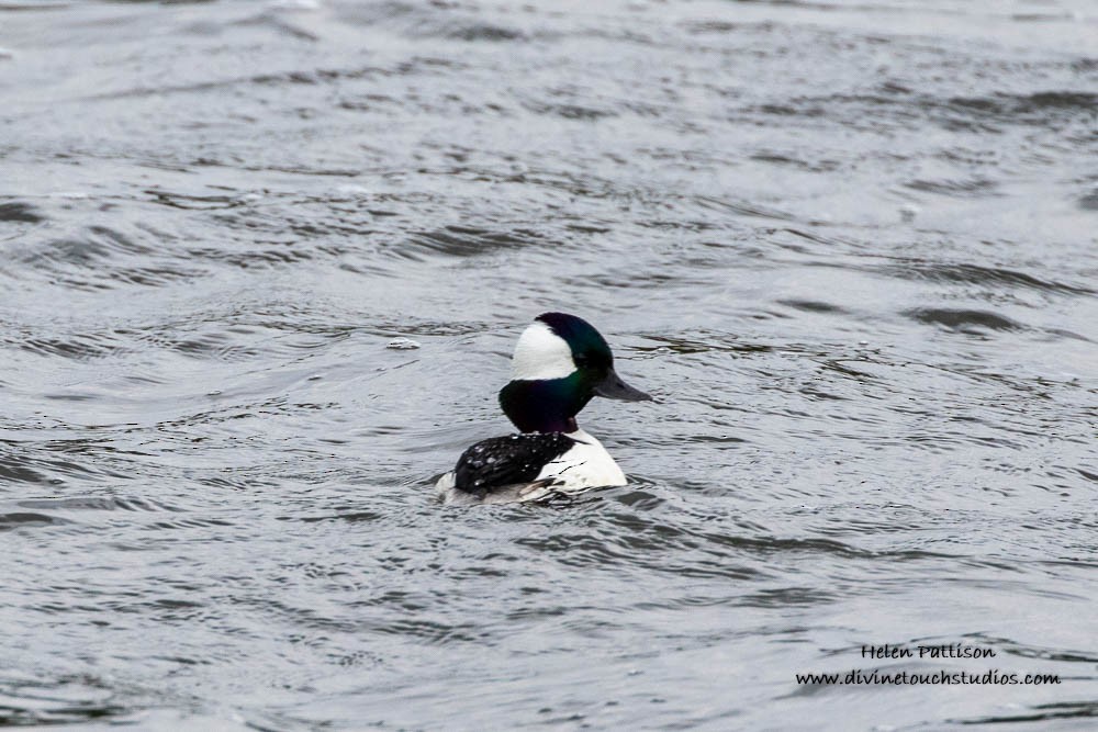 Bufflehead - ML236734211