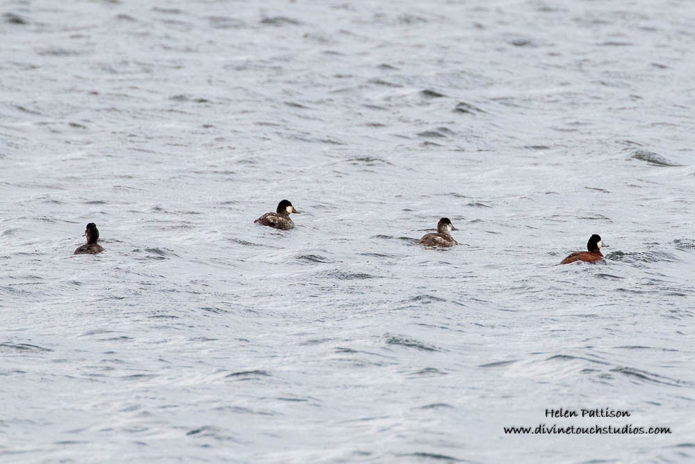 Ruddy Duck - ML236734811