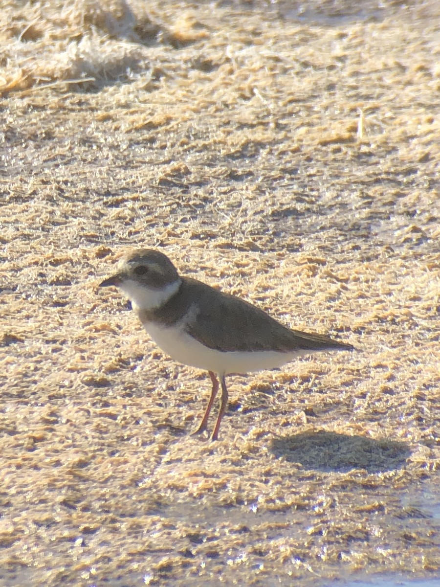 Semipalmated Plover - ML236735831