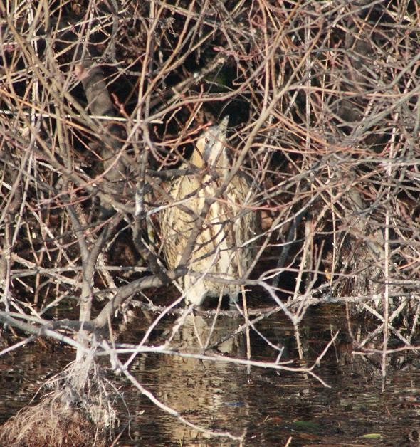 Great Bittern - Stuart Fisher