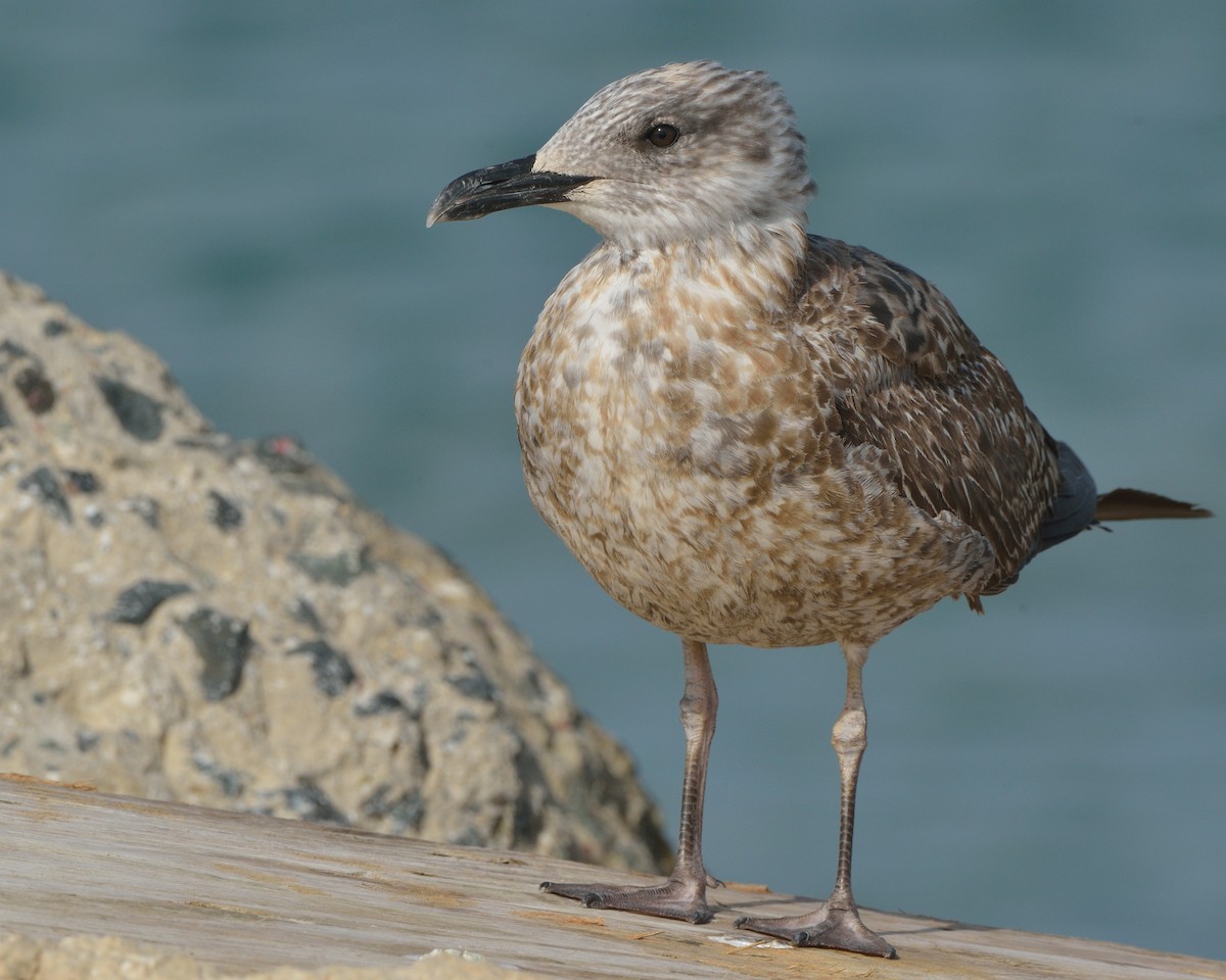 Lesser Black-backed Gull - Michiel Oversteegen