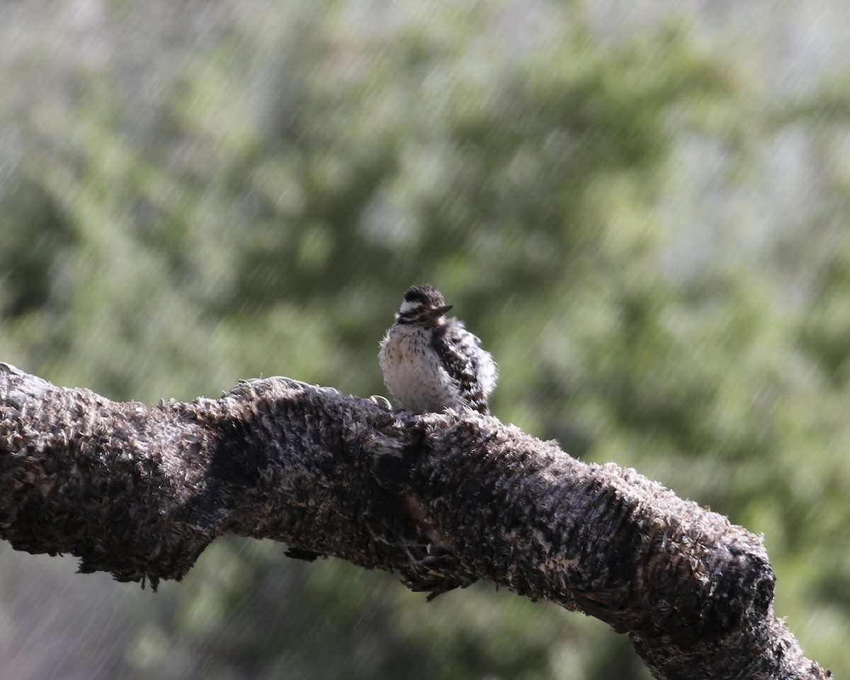 Ladder-backed Woodpecker - ML236738931