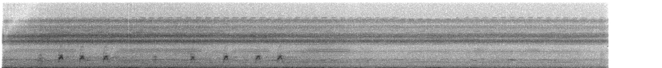 Engoulevent leucopyge (latifascia) - ML236739