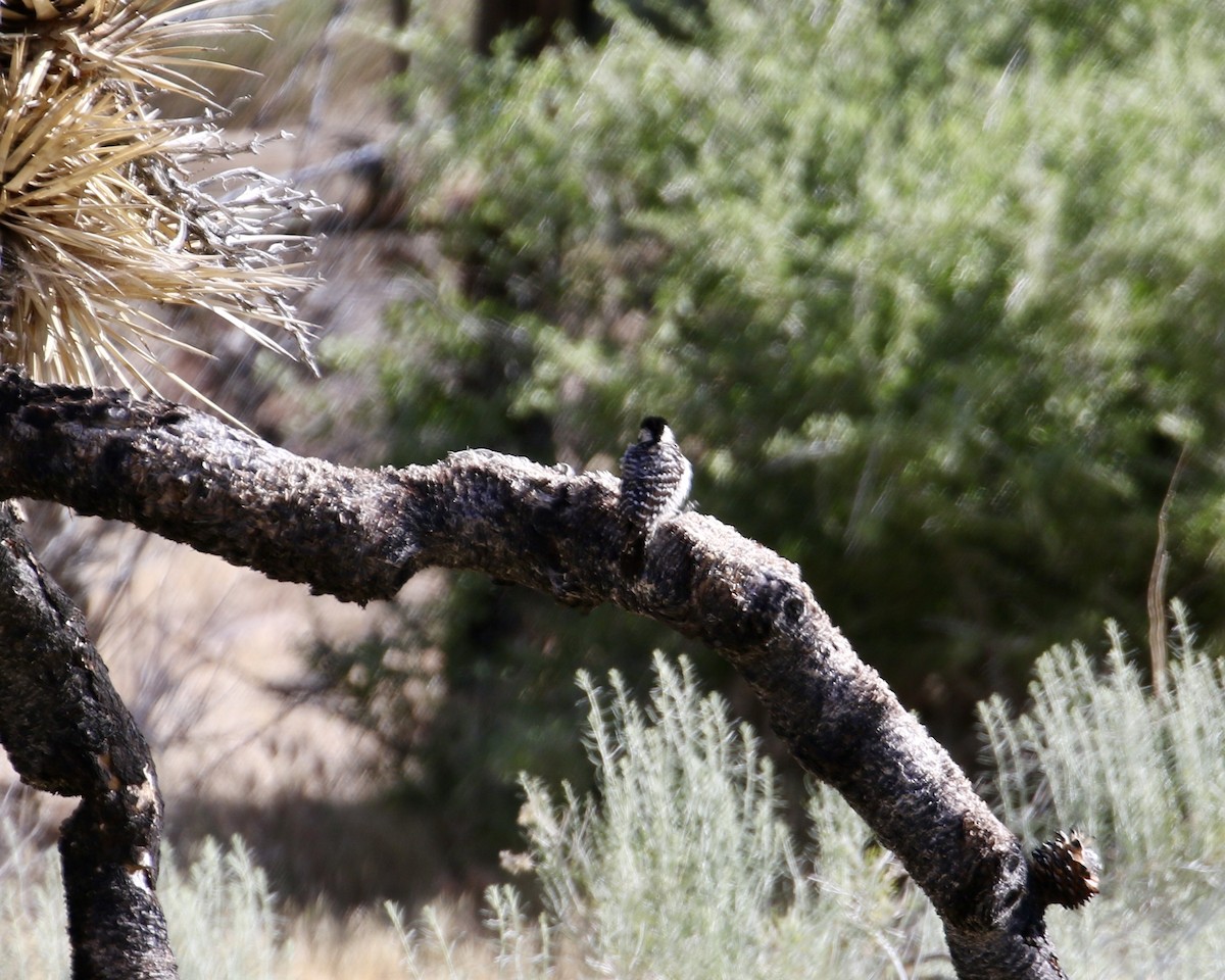 Ladder-backed Woodpecker - ML236739011